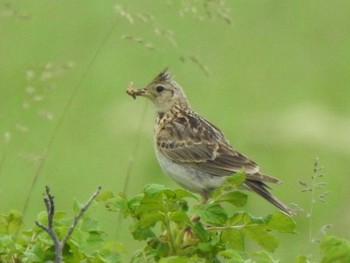 Thu, 6/23/2022 Birding report at 豊北原生花園