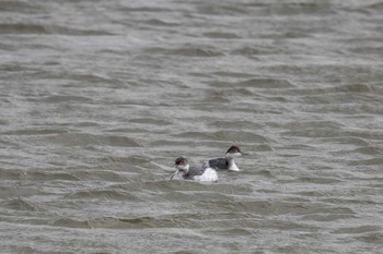 Black-necked Grebe 兵庫県明石市 Mon, 12/25/2017