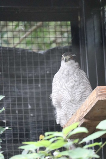 オオタカ 豊橋総合動植物公園 2022年6月16日(木)