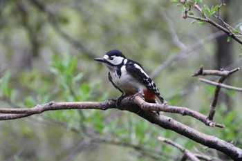 2022年5月14日(土) 北海道の野鳥観察記録