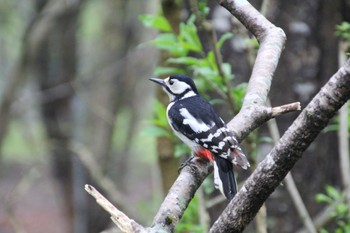 Great Spotted Woodpecker 北海道 Sat, 5/14/2022