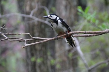 Great Spotted Woodpecker 北海道 Sat, 5/14/2022