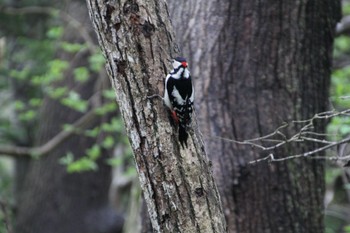 Great Spotted Woodpecker 北海道 Sat, 5/14/2022