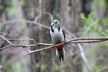 Great Spotted Woodpecker 北海道 Sat, 5/14/2022