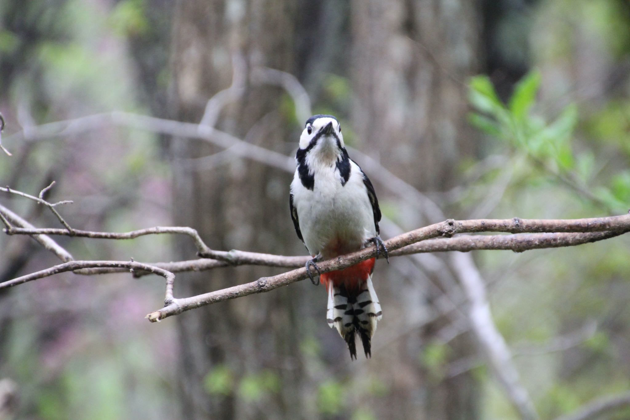 Great Spotted Woodpecker