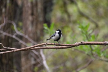 Japanese Tit 北海道 Sat, 5/14/2022