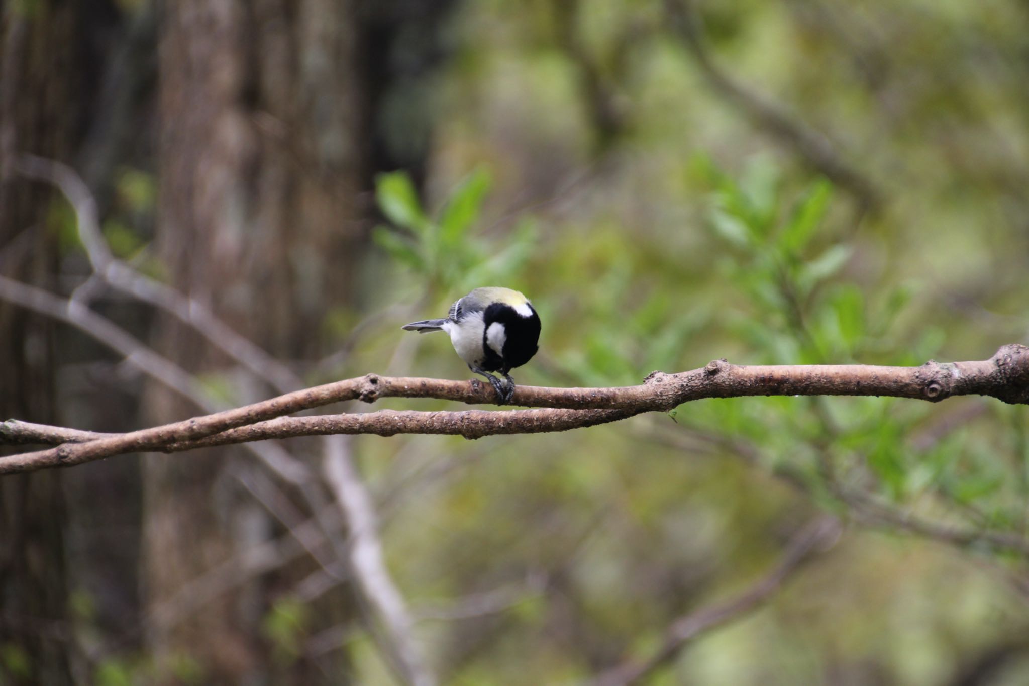 Japanese Tit