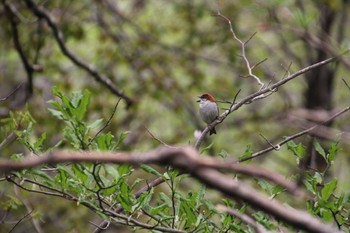 Russet Sparrow 北海道 Sat, 5/14/2022