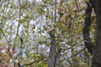 Russet Sparrow 北海道 Sun, 5/15/2022