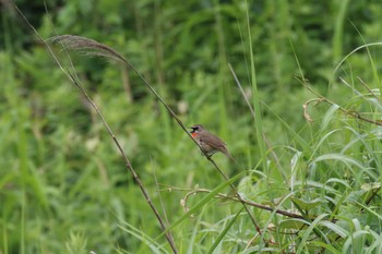 2022年7月1日(金) 新川河口(札幌市)の野鳥観察記録