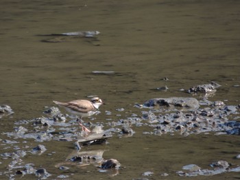 2022年7月1日(金) 葛西臨海公園の野鳥観察記録