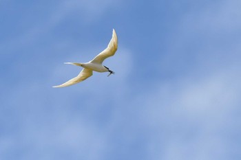 Black-naped Tern 浜比嘉島 Fri, 7/1/2022