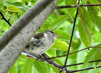 Japanese Bush Warbler 金井公園 Sun, 6/19/2022