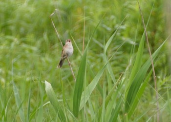 Marsh Grassbird 青森県小川原湖 Fri, 7/1/2022