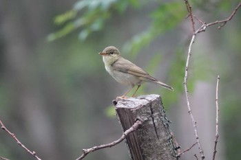 Oriental Reed Warbler 富士山中野茶屋 Fri, 7/1/2022