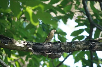 Grey-capped Greenfinch 富士山中野茶屋 Fri, 7/1/2022