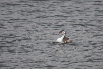 Great Crested Grebe 兵庫県明石市 Mon, 12/25/2017