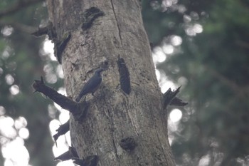 Eurasian Nuthatch 富士山中野茶屋 Fri, 7/1/2022