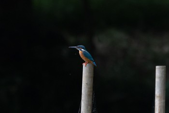 Common Kingfisher 多摩市 Sat, 7/2/2022