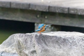 Common Kingfisher 多摩市 Sat, 7/2/2022