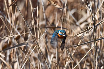 カワセミ 場所が不明 2018年1月6日(土)