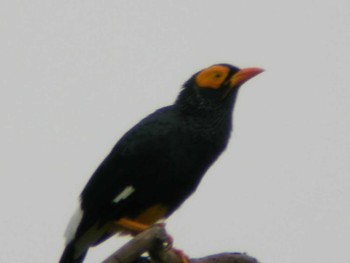 Yellow-faced Myna