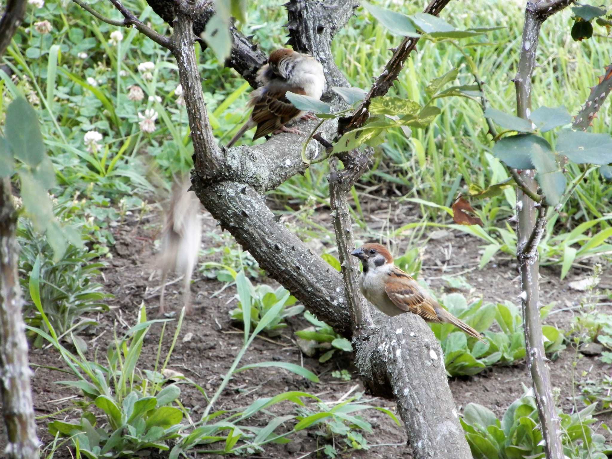 スズメ