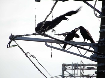 2022年7月2日(土) 平和の森公園、妙正寺川の野鳥観察記録