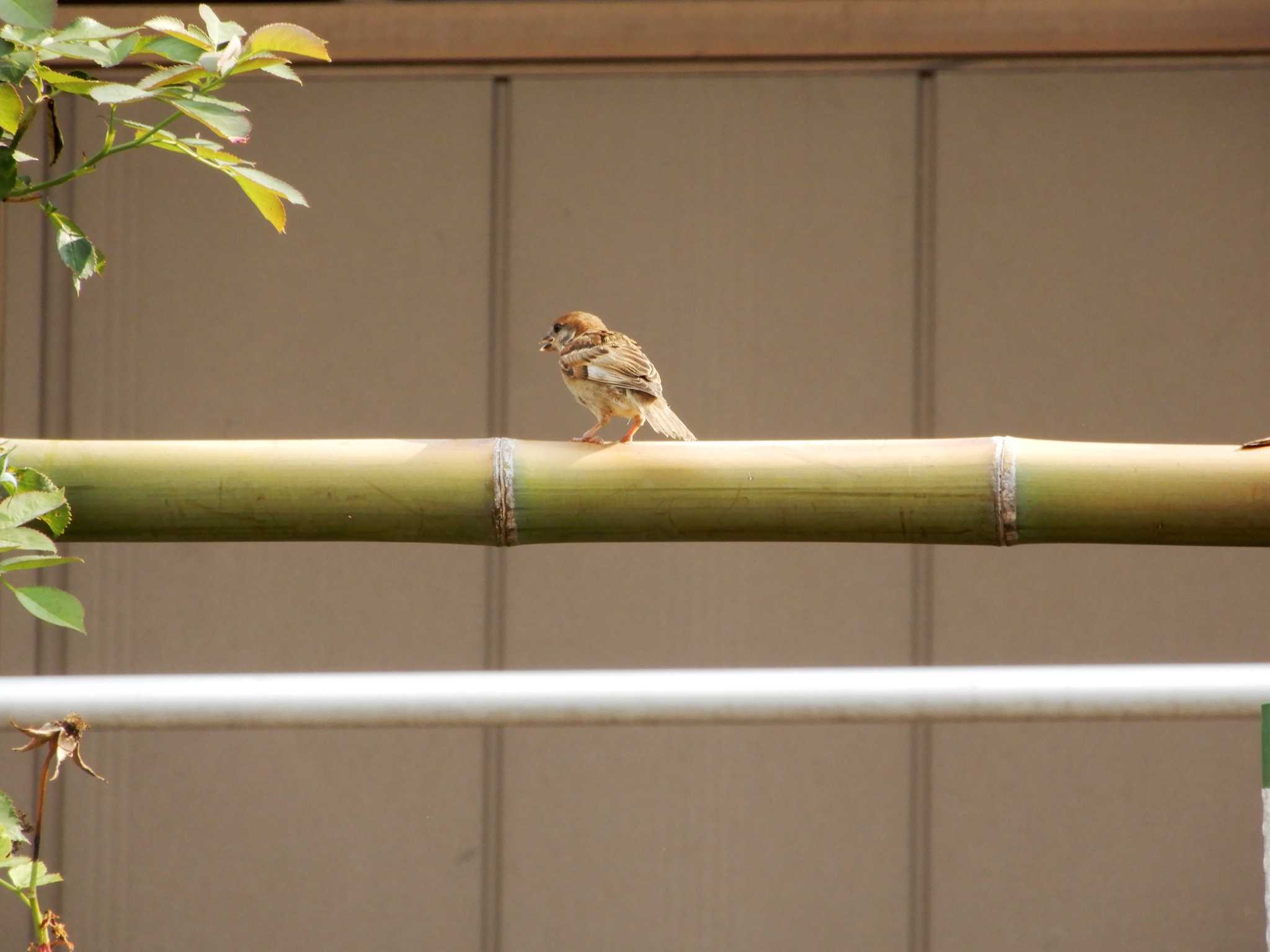 平和の森公園、妙正寺川 スズメの写真