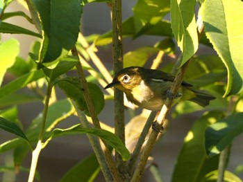 Warbling White-eye 神奈川県 Sat, 7/2/2022