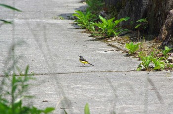 2022年7月2日(土) 槙尾山の野鳥観察記録