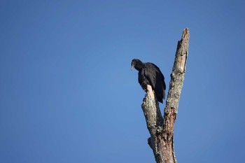 Black Vulture cincinnati Sat, 12/4/2021