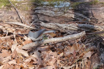 Tufted Titmouse