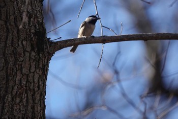 Black-capped Chickadee cincinnati Sat, 12/4/2021