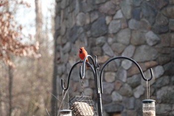 Northern Cardinal cincinnati Sat, 12/4/2021