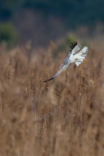 Hen Harrier 山口県立きらら浜自然観察公園 Sun, 1/7/2018