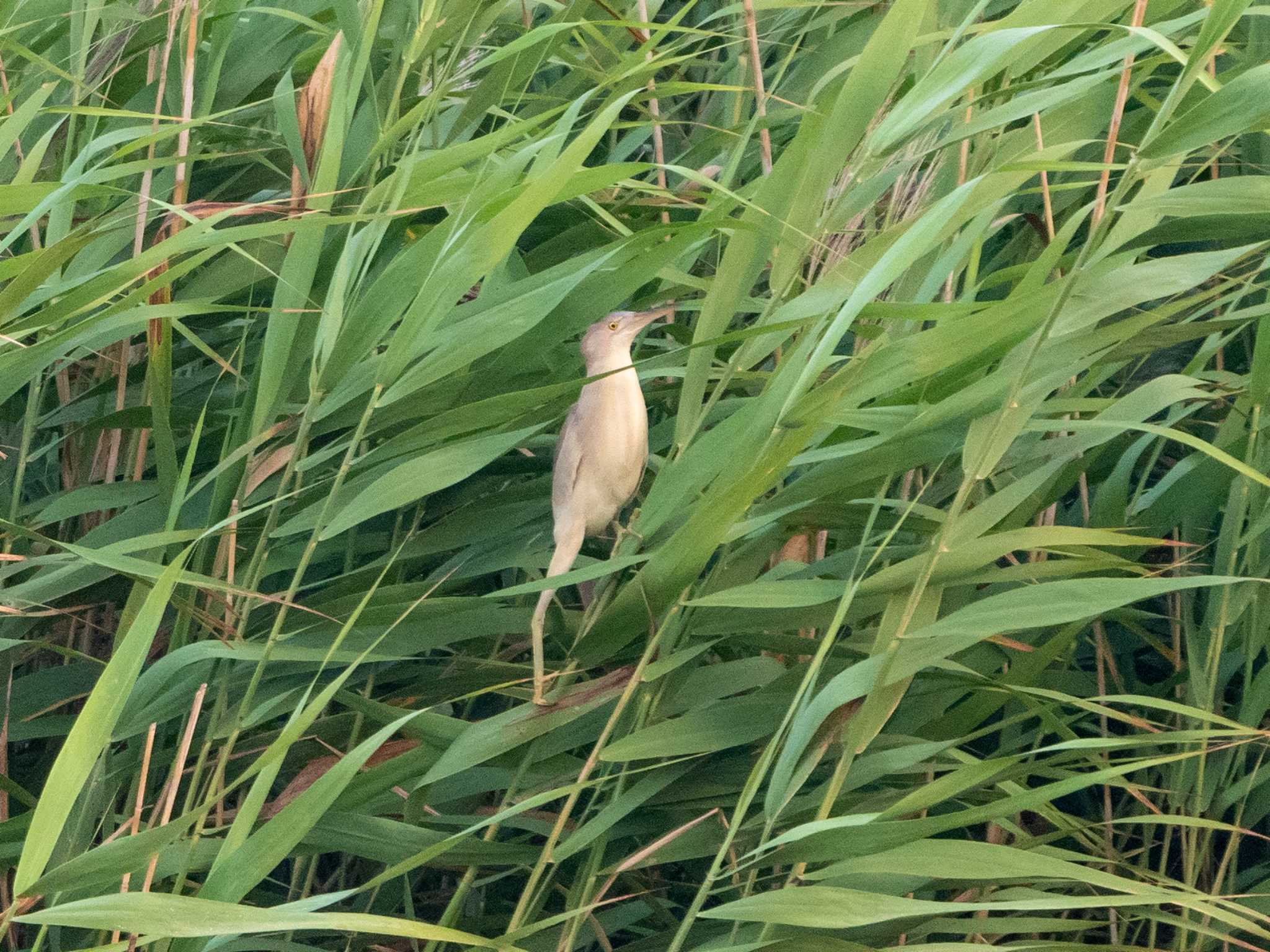 葛西臨海公園 ヨシゴイの写真