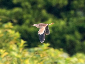 2022年7月2日(土) 葛西臨海公園の野鳥観察記録