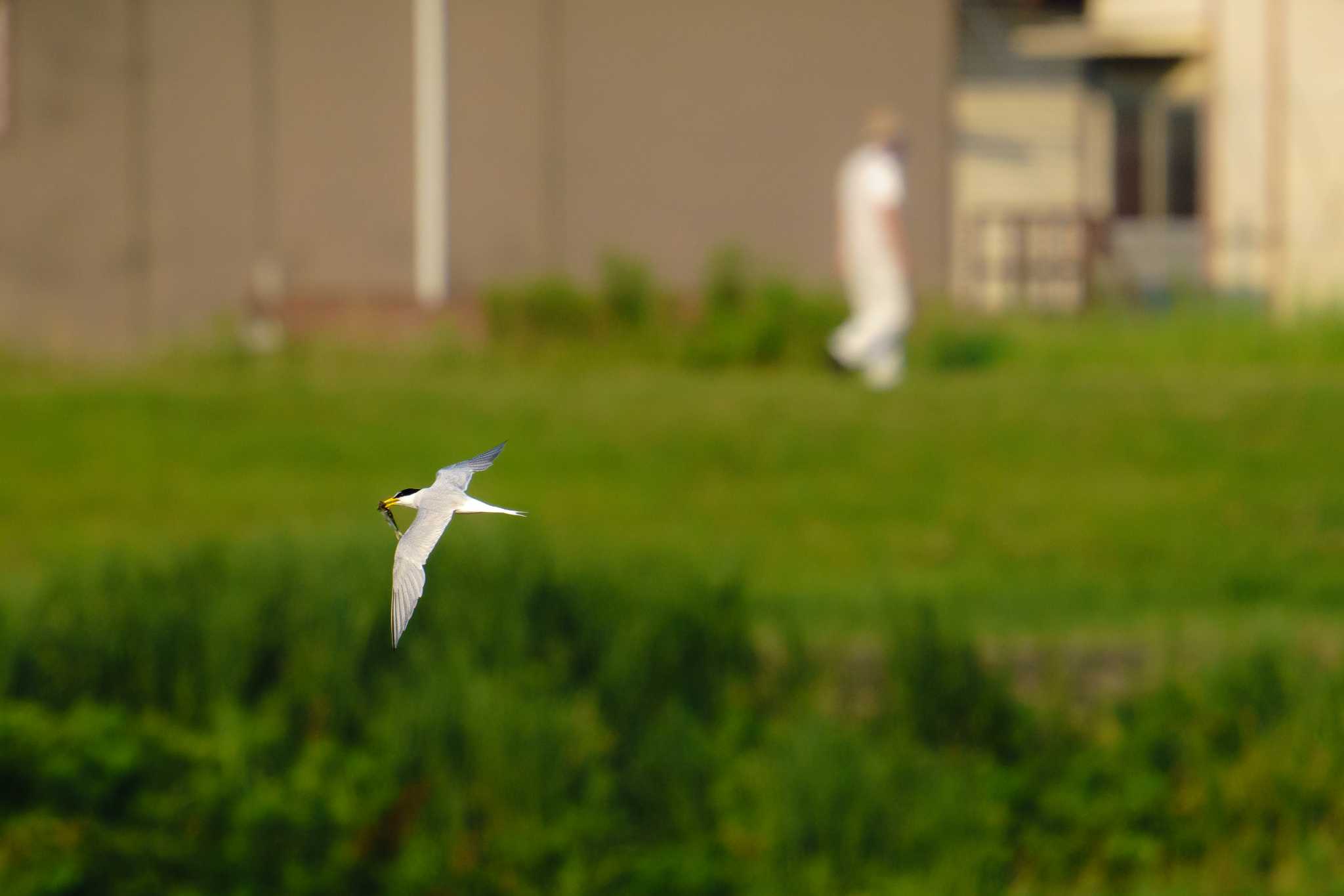 酒匂川河口 コアジサシの写真 by Tosh@Bird