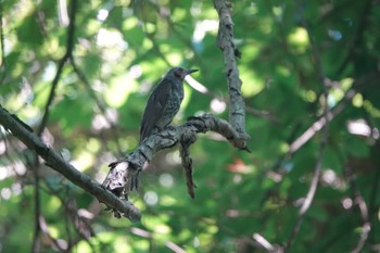 Brown-eared Bulbul 富士山中野茶屋 Fri, 7/1/2022