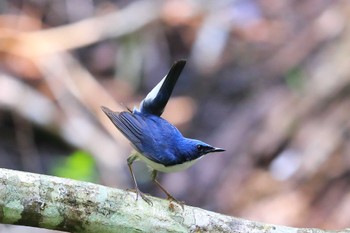 Siberian Blue Robin Unknown Spots Sat, 7/2/2022