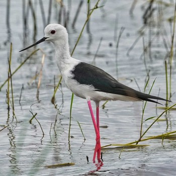 Sat, 7/2/2022 Birding report at Bang Phra Non-Hunting area