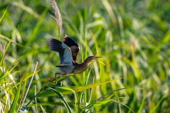 Yellow Bittern 福岡県 Sat, 7/2/2022