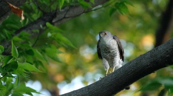 2022年6月27日(月) 東京都品川区の野鳥観察記録