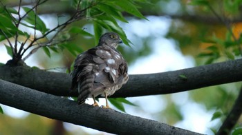 Japanese Sparrowhawk 東京都品川区 Mon, 6/27/2022