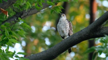 Japanese Sparrowhawk 東京都品川区 Mon, 6/27/2022