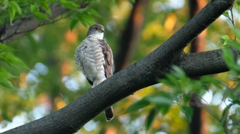 Japanese Sparrowhawk 東京都品川区 Mon, 6/27/2022