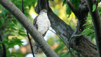 Japanese Sparrowhawk 東京都品川区 Mon, 6/27/2022