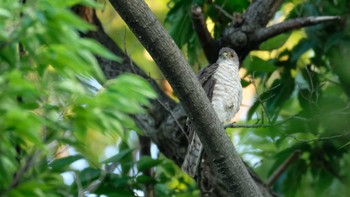 Japanese Sparrowhawk 東京都品川区 Mon, 6/27/2022