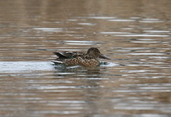 Northern Shoveler Shin-yokohama Park Tue, 1/9/2018